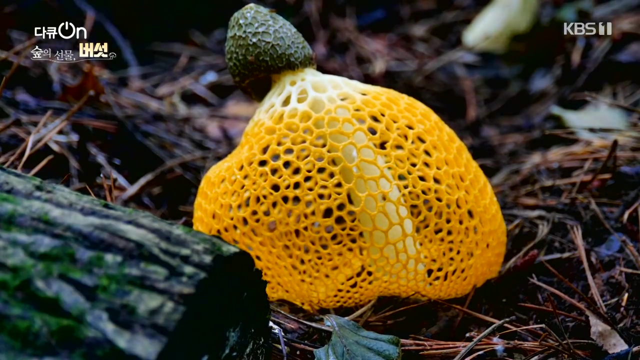 다큐 온.E227.231120p-NEXT.mp4_20231121_201833.086.jpg