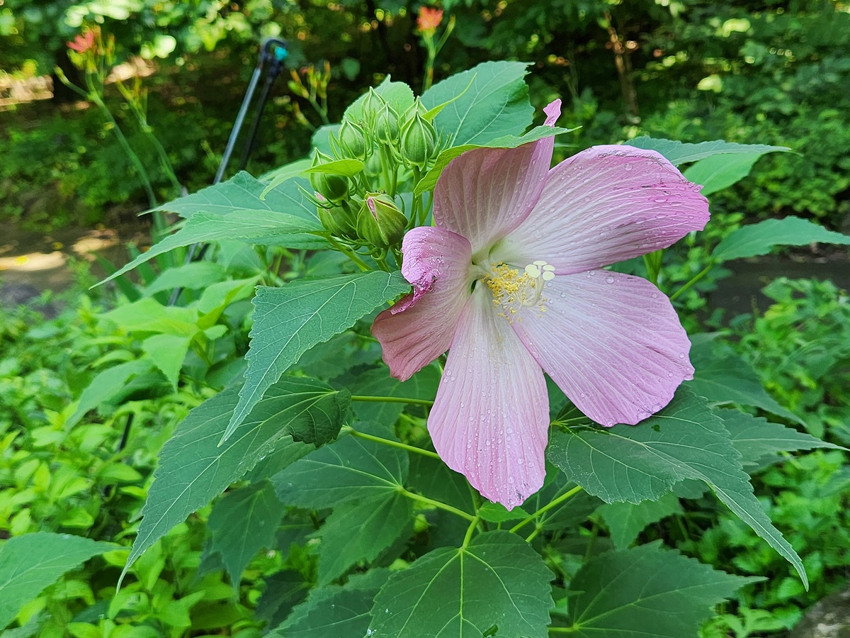 부용