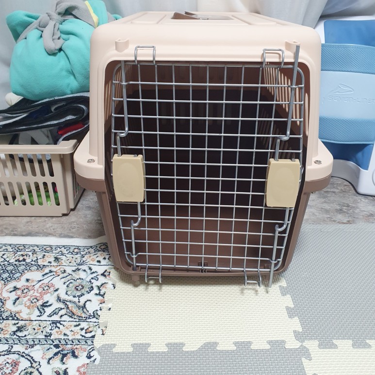 첫걸음 케널 트레이닝 강아지 분리 불안 5