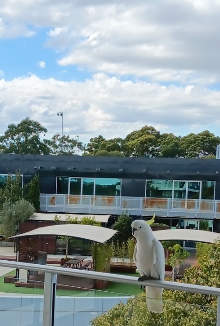 &quot;집에 코카투(Cockatoo)가 들어왔어요!&quot; 기념! 새(Bird)와 관련된 속담(Proverb)&#44; 관용구 정리 모음