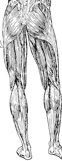 하지의 근육 muscles of the lower limb 의 분류&#44; 골반근 muscle of the pelvic region