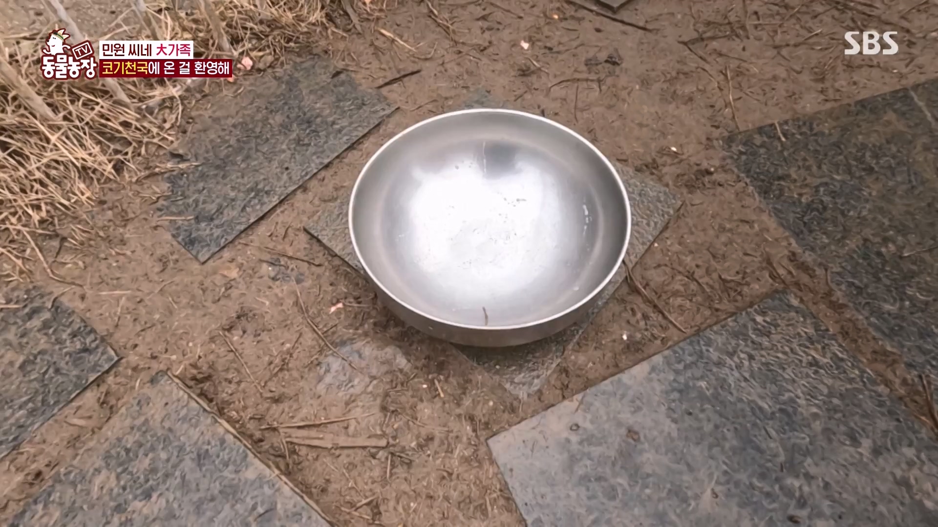 TV 동물농장.E1161.240303p-NEXT.mp4_20240303_172245.824.jpg