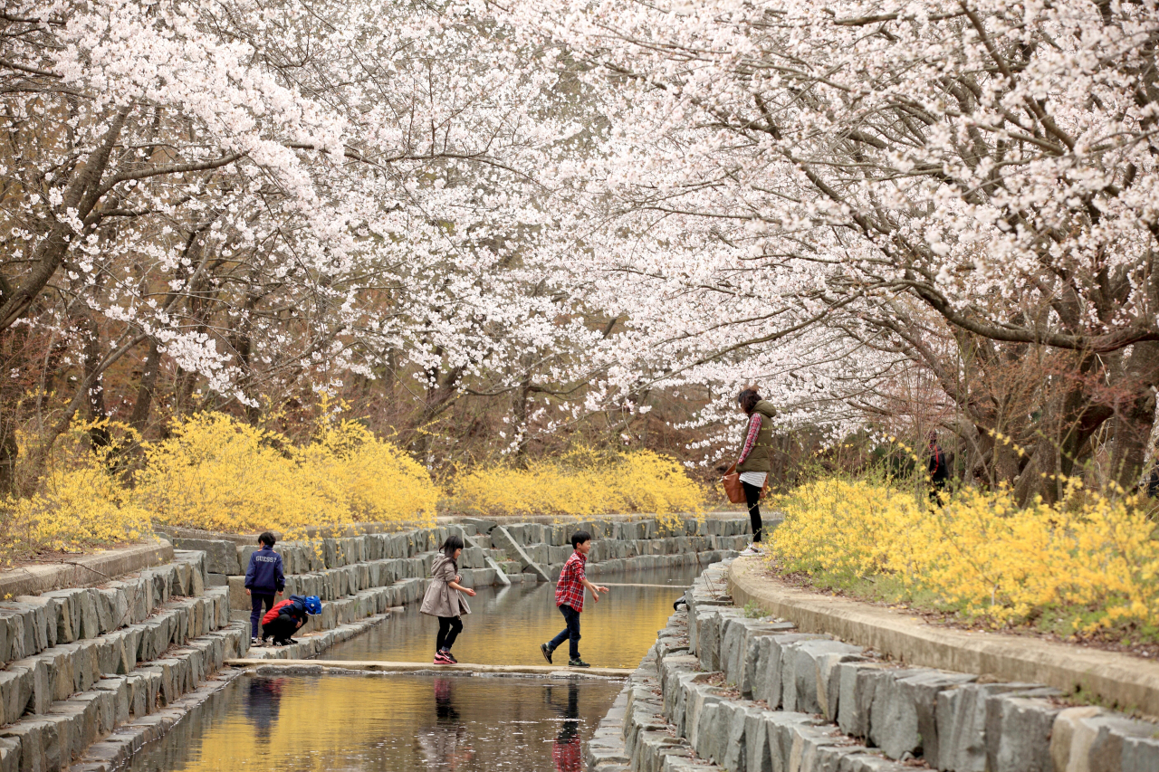 영암 벚꽃축제