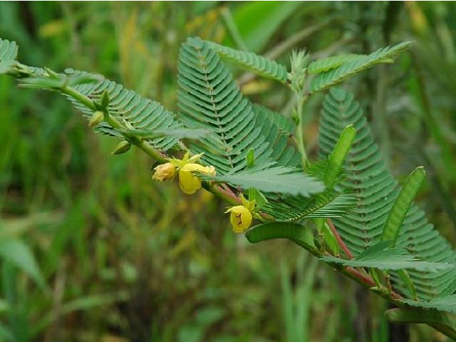  차풀 (Cassia nomame) 효능 부작용 섭취법 알고 가세요.
