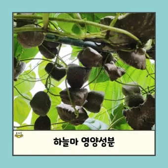 하늘마 가격 보관방법 요리법_4