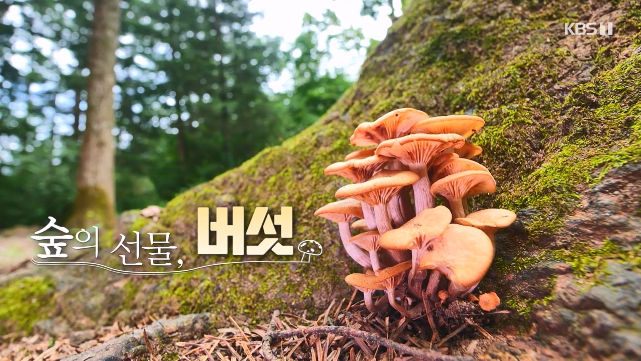 다큐 온.E227.231120p-NEXT.mp4_20231121_201737.714.jpg