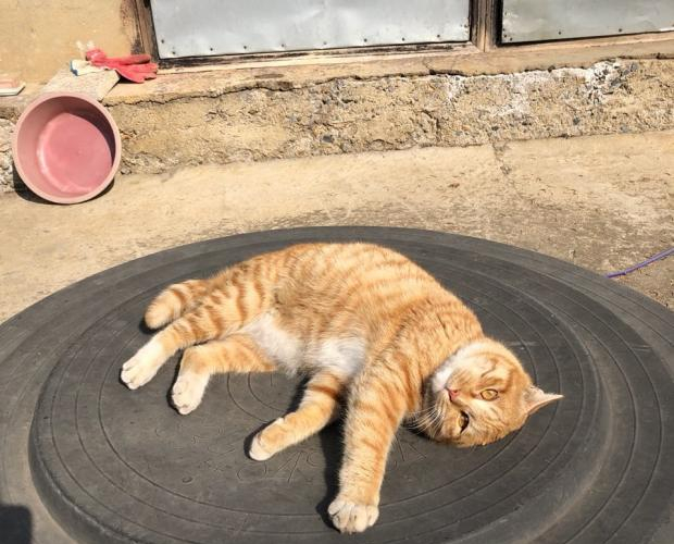  하늘나라로 떠나버린 크리미