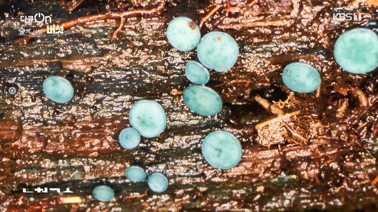 다큐 온.E227.231120p-NEXT.mp4_20231121_203657.835.jpg