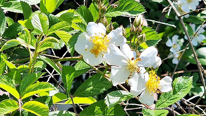하얀 찔레꽃 Rosa multiflora