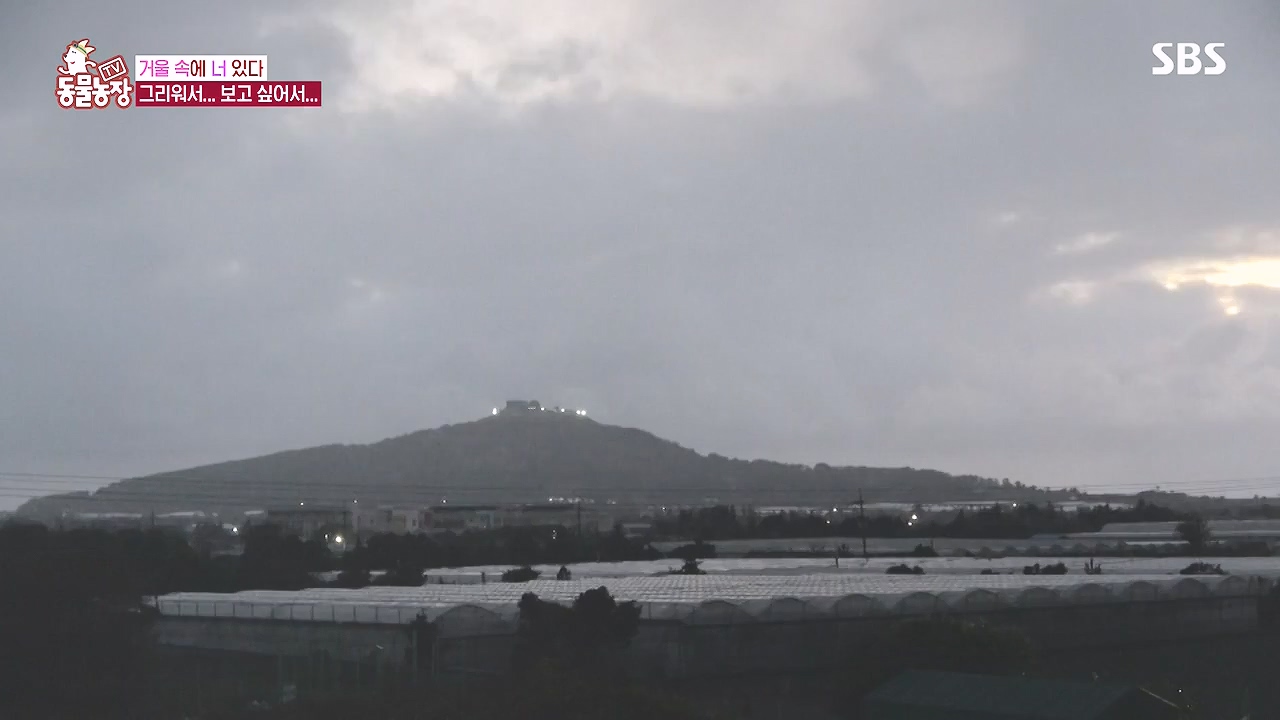 TV 동물농장.E1153.240108p-NEXT.mp4_20240107_173835.494.jpg