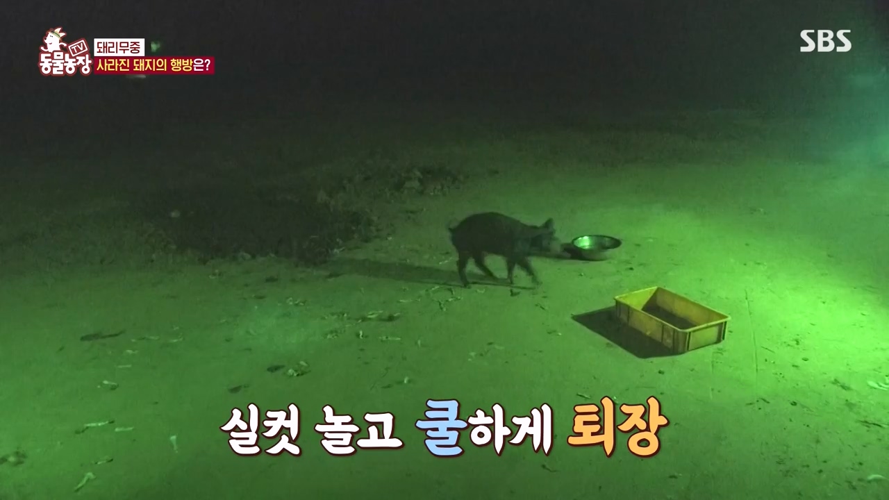 TV 동물농장.E1144.231106p-NEXT.mp4_20231105_175948.834.jpg