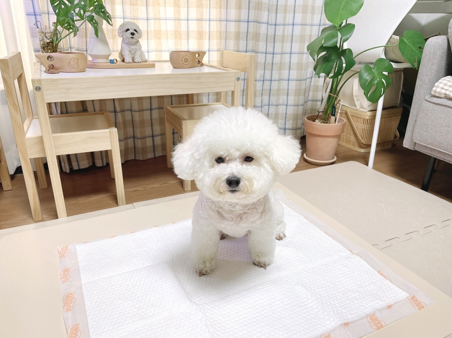 강아지 배변판 강아지 배변판, 7