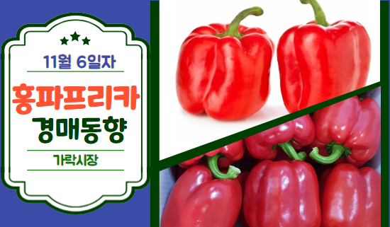  [경매사 일일보고] 11월 6일자 가락시장 홍파프리카 경매동향을 살펴보겠습니다!