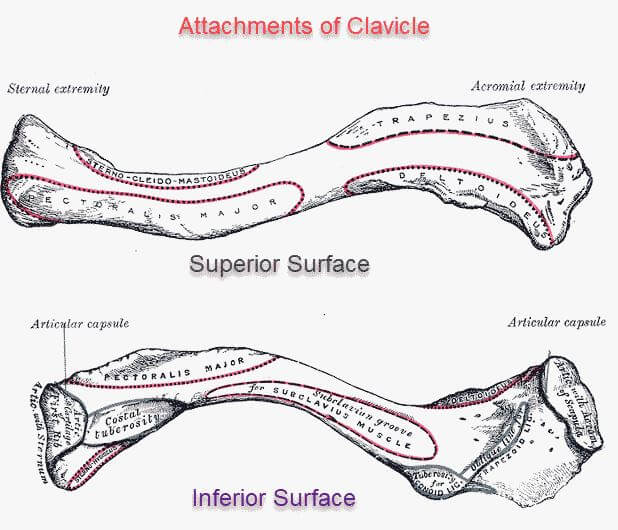 쇄골뼈에 나타나는 근육의 기시&#44; 정지점과 인대의 부착지점이 나타난 그림