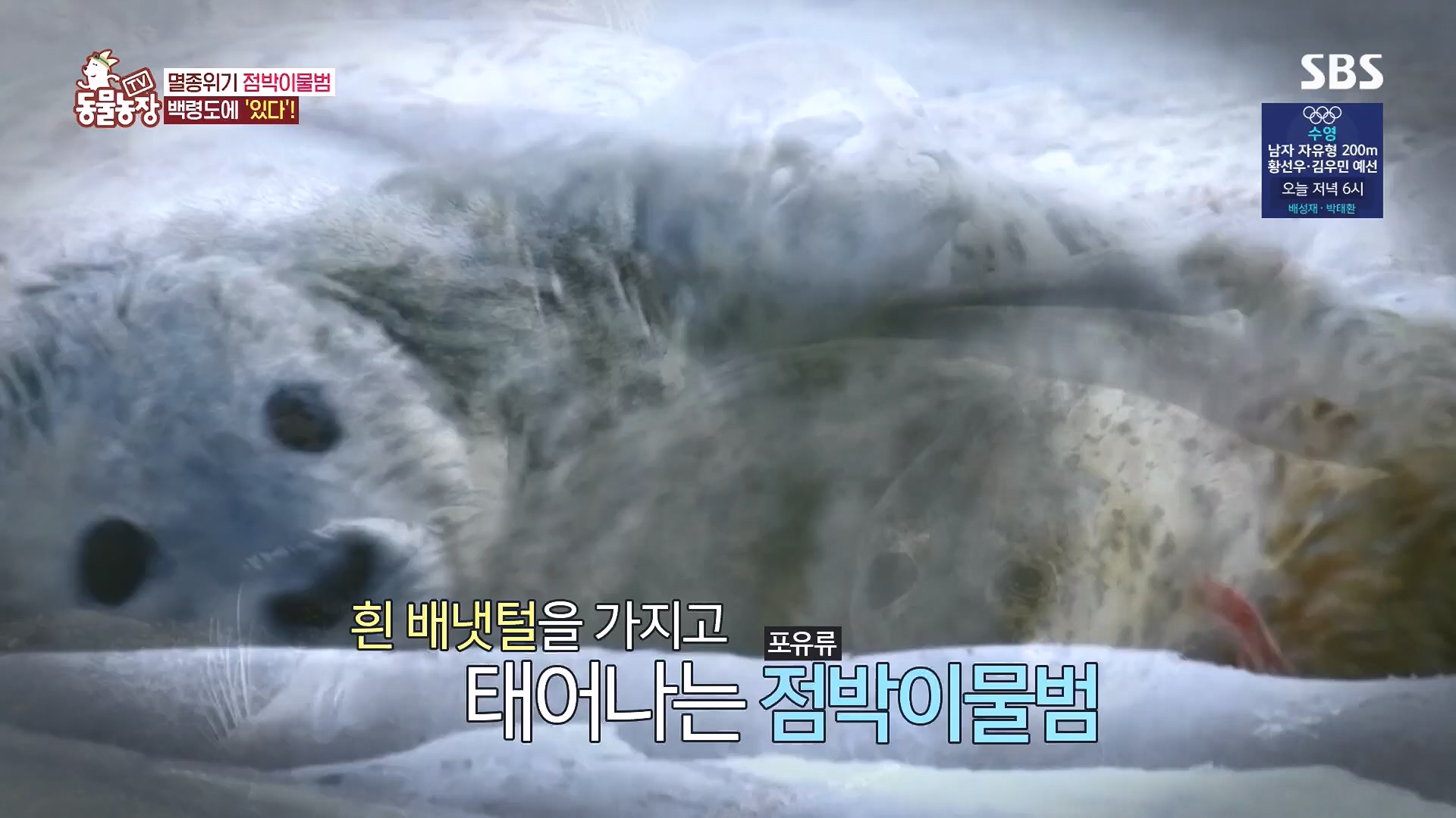 TV 동물농장.E1182.240728p.H264-F1RST.mp4_20240728_152549.050.jpg