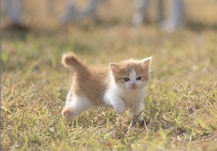  아기 고양이