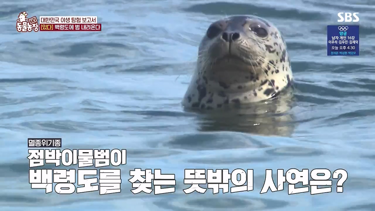 TV 동물농장.E1183.240805p-NEXT.mp4_20240804_154953.824.jpg