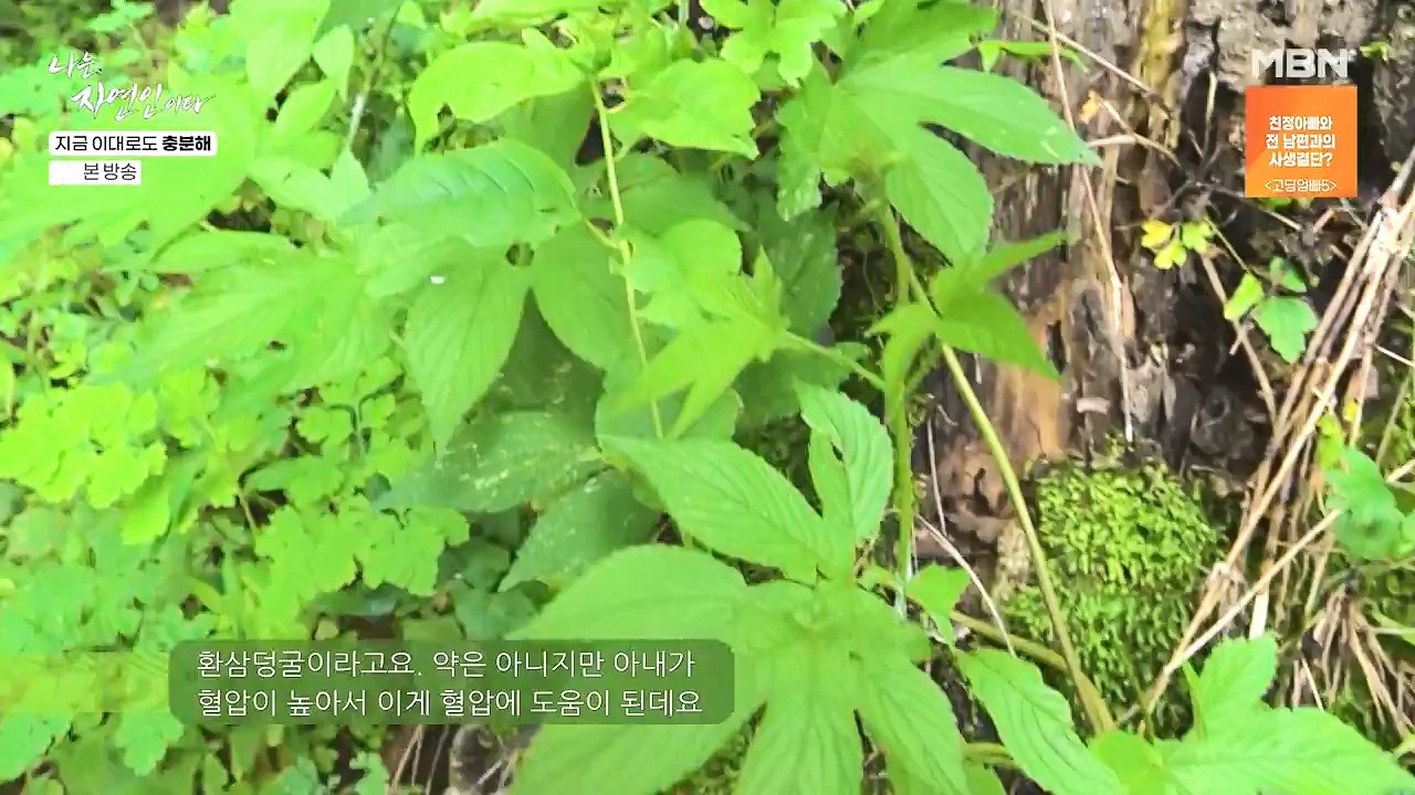 나는 자연인이다.E615.240725p-NEXT.mp4_20240725_200728.442.jpg