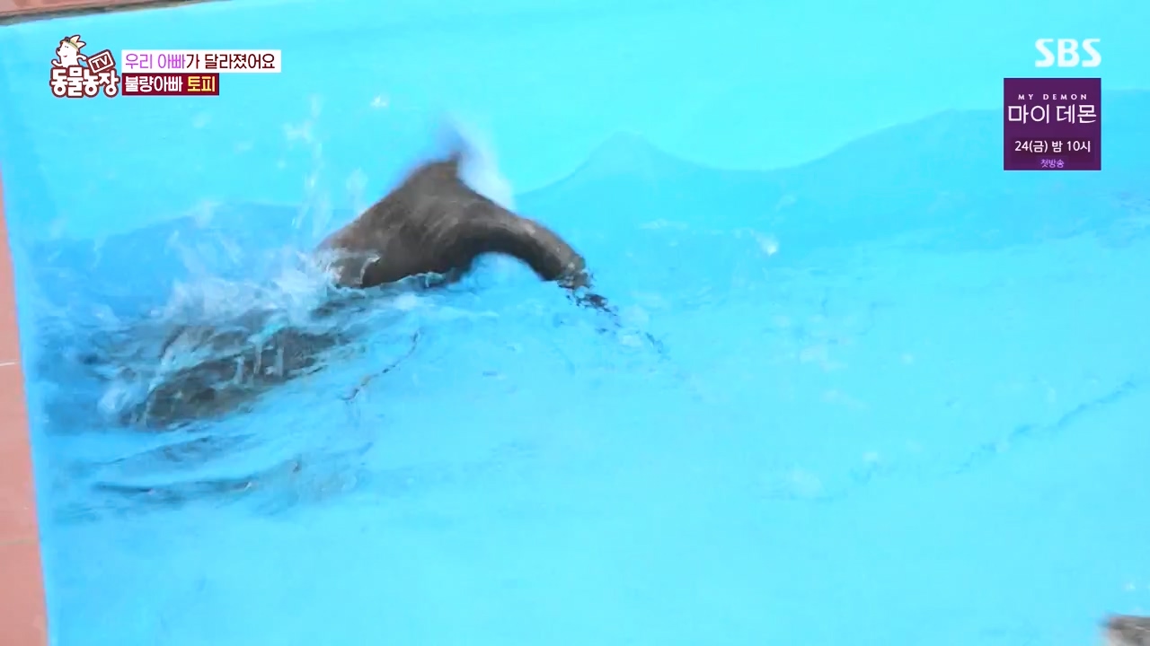 TV 동물농장.E1145.231113p-NEXT.mp4_20231112_173439.694.jpg