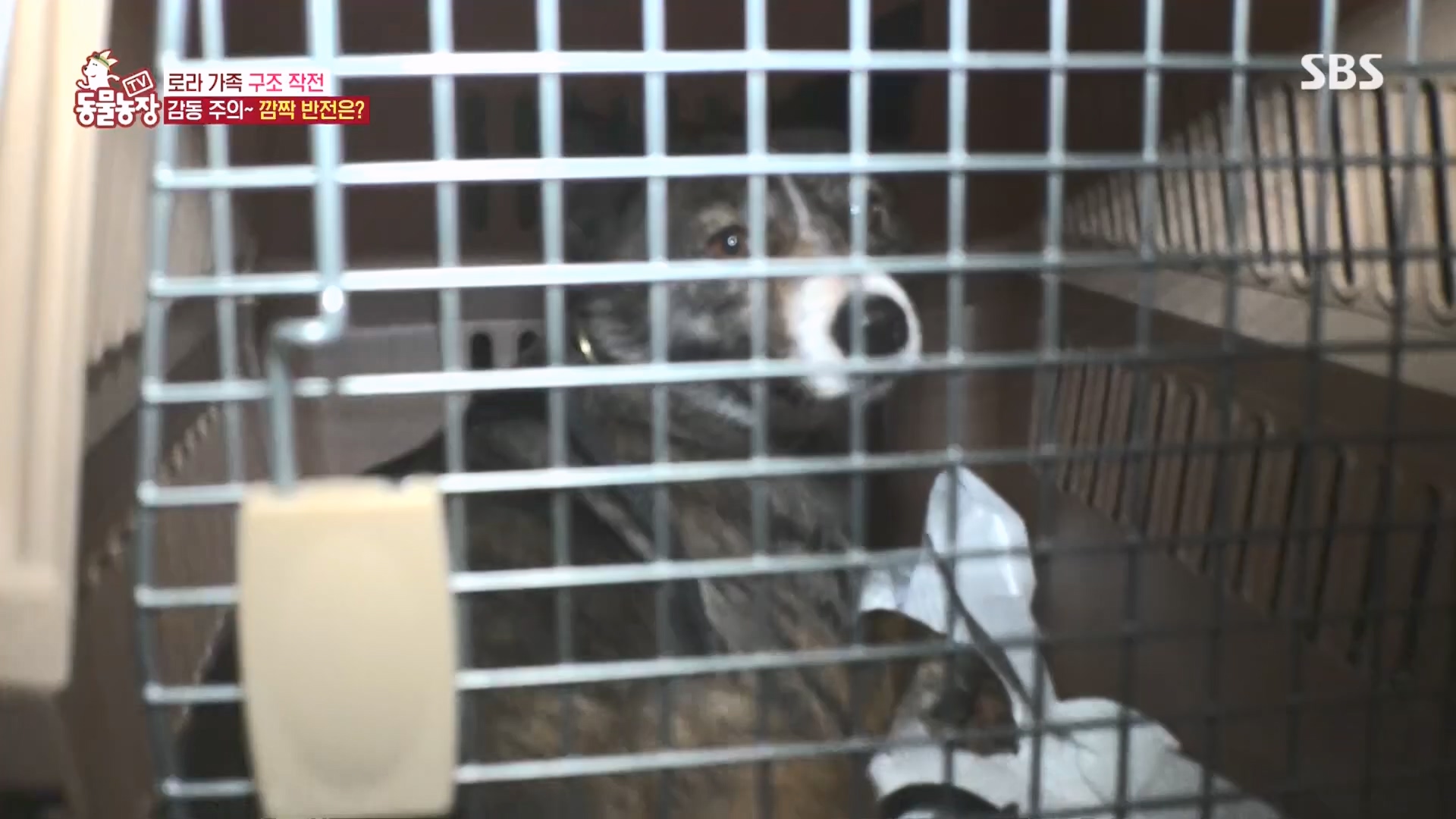 TV 동물농장.E1160.240225p.H264-F1RST.mp4_20240225_165123.881.jpg