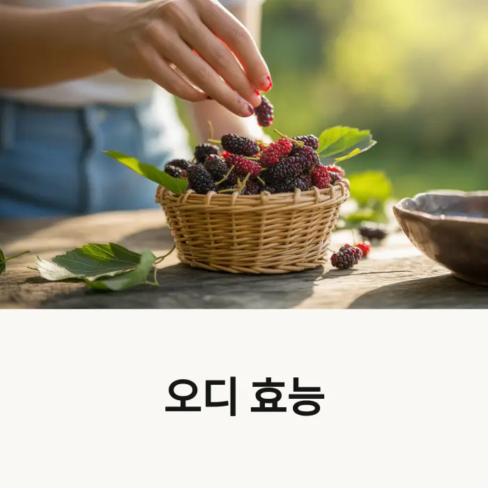 오디 효능
