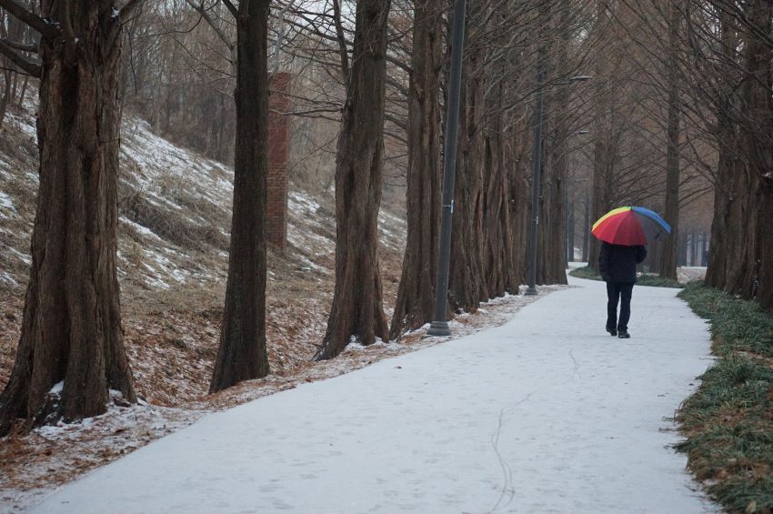 눈 쌓인 메타세콰이어길&#44; 빨강&#44; 노랑&#44; 초록 색동 우산 쓰고 걸어가는 남성 1&#44; 검은 옷&#44;