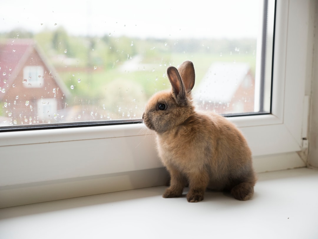 Rabbit