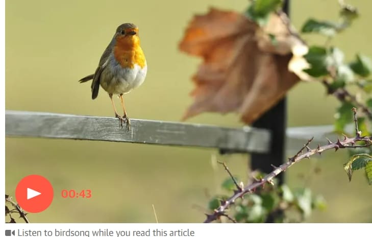  "새소리 건강증진 효과있다" 킹스 칼리지 런던 Bird and birdsong encounters improve mental health, study finds