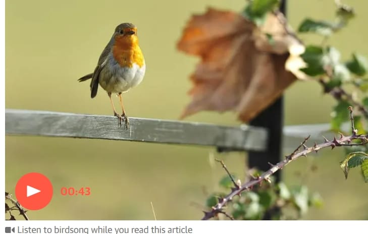 &quot;새소리 건강증진 효과있다&quot; 킹스 칼리지 런던 Bird and birdsong encounters improve mental health&#44; study finds