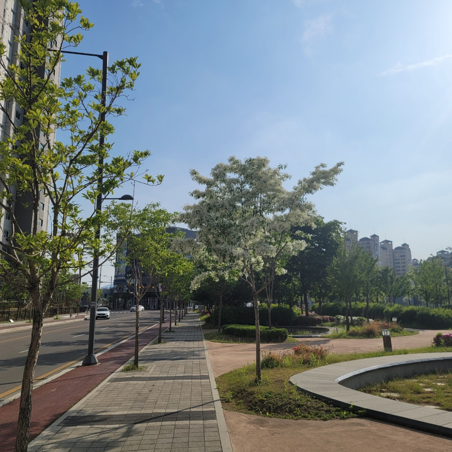 가로수, 흰 꽃, 잎사귀 나무를 아시나요? 3