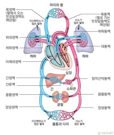  (의학용어) 순환기계 용어