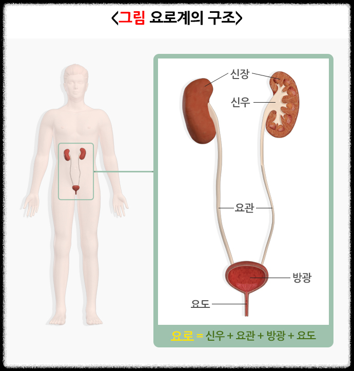 요로계 구조