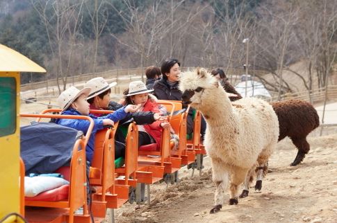 홍천의 알파카월드