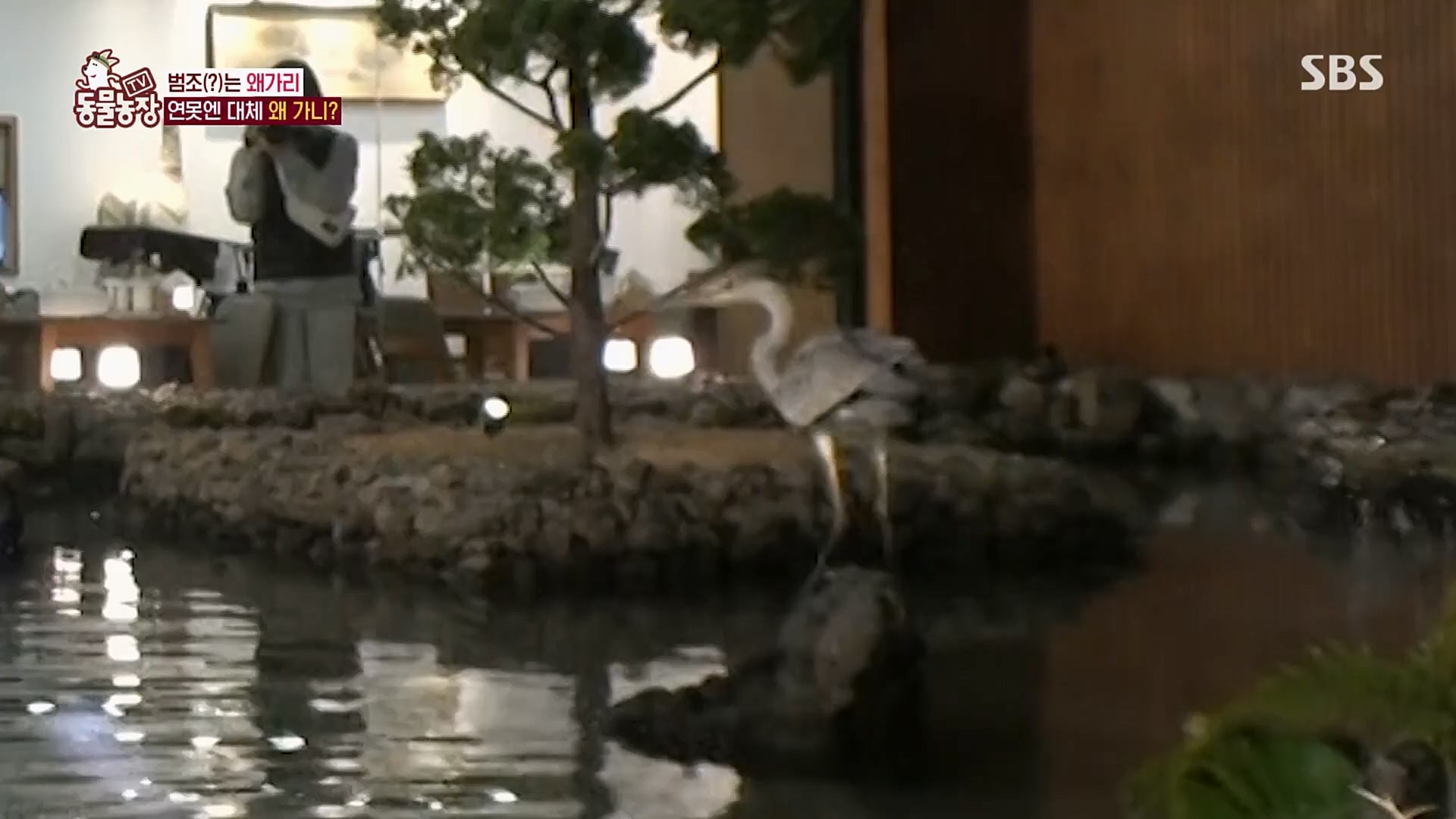 TV 동물농장.E1103.230108p.H264-F1RST.mp4_20230108_174633.244.jpg