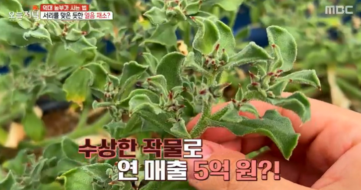 채소사는곳 이미지