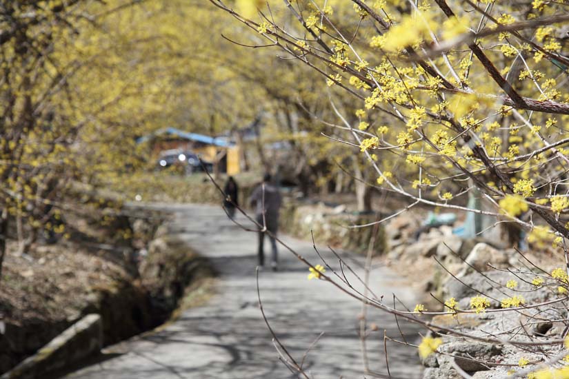 산수유 현천마을 시골길