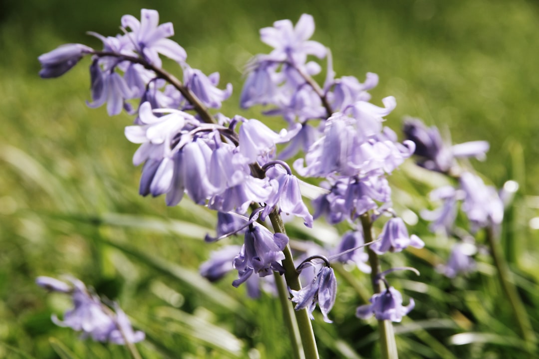 Bellflower.