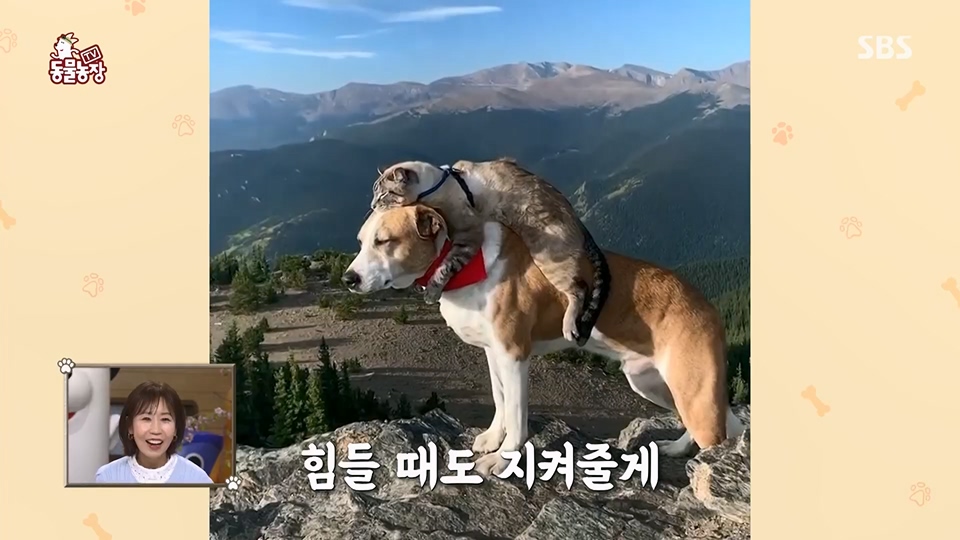 TV 동물농장.E1125.230618p.H264-F1RST.mp4_20230618_192058.342.jpg