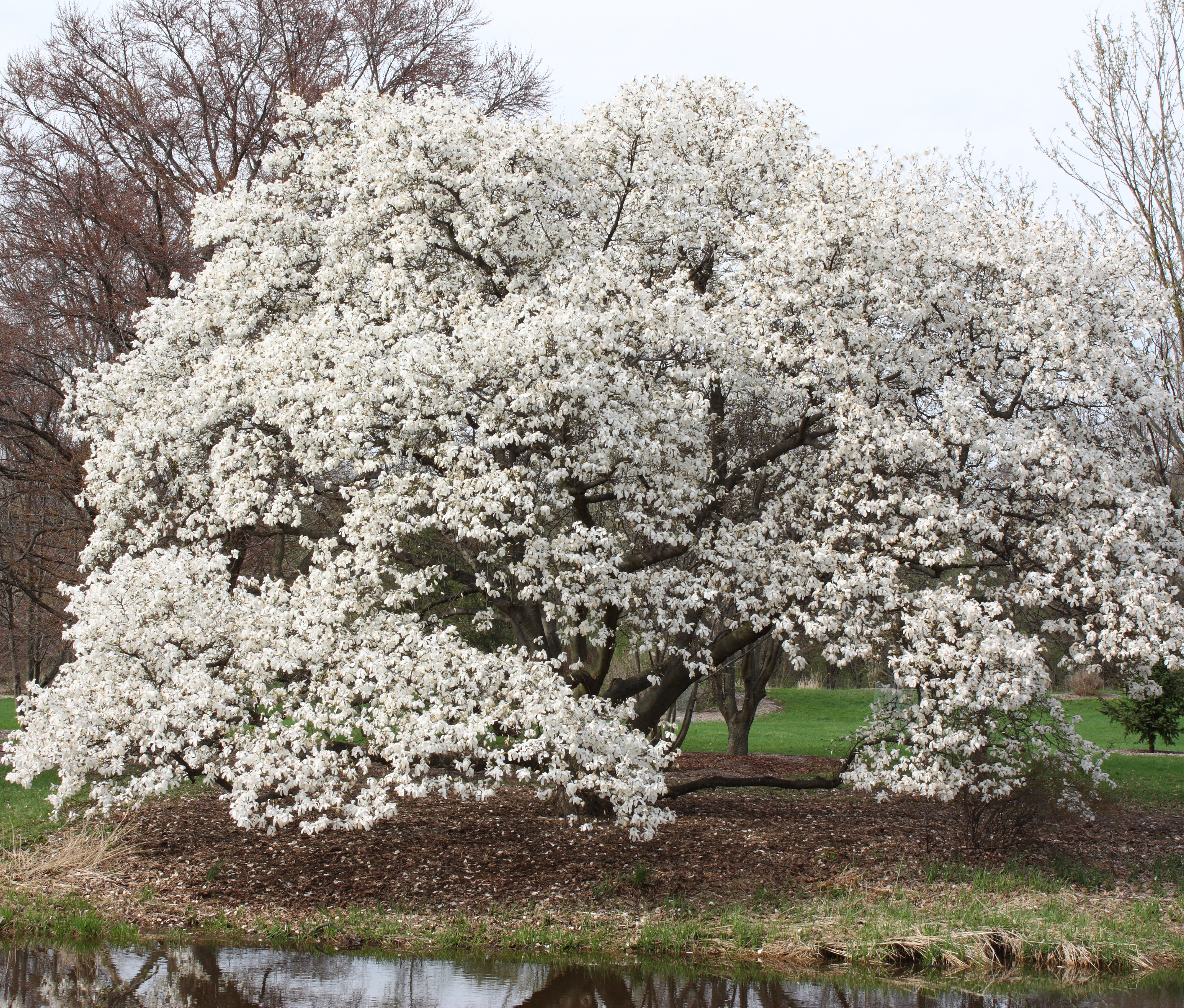 신이목련 (학명: Magnolia kobus)