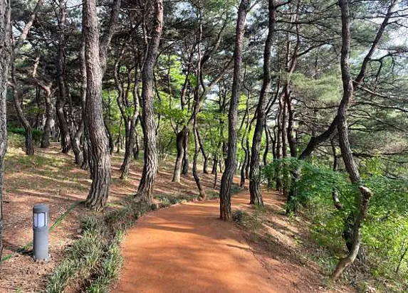 천년숲