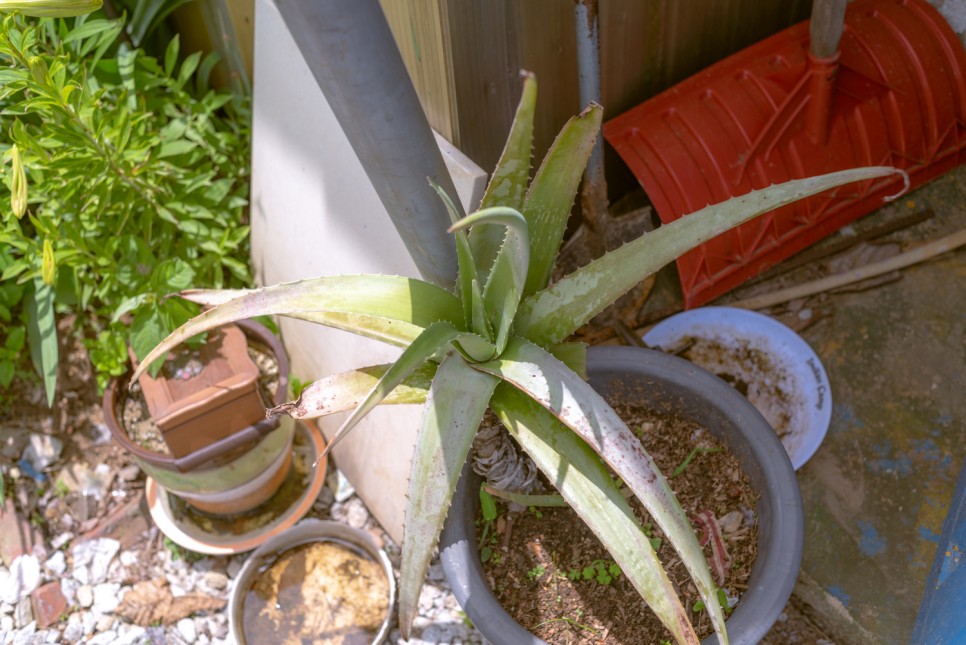 꽃사진 여름의 시골 20