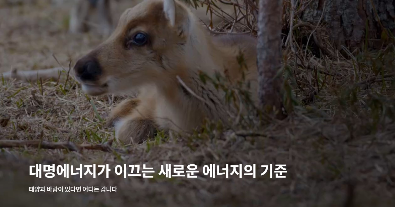  대명에너지 공모주 다시 등장 정신차렸을까?