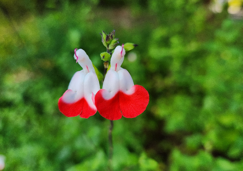 핫립세이지(Hotlipsage)