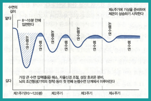 수면사이클