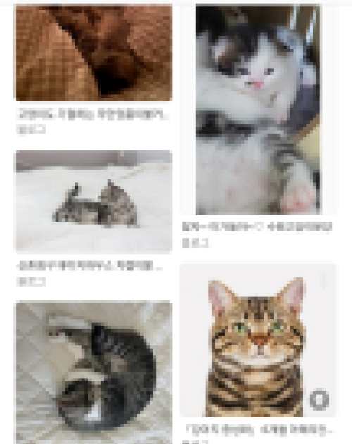 고양이모자이크사진