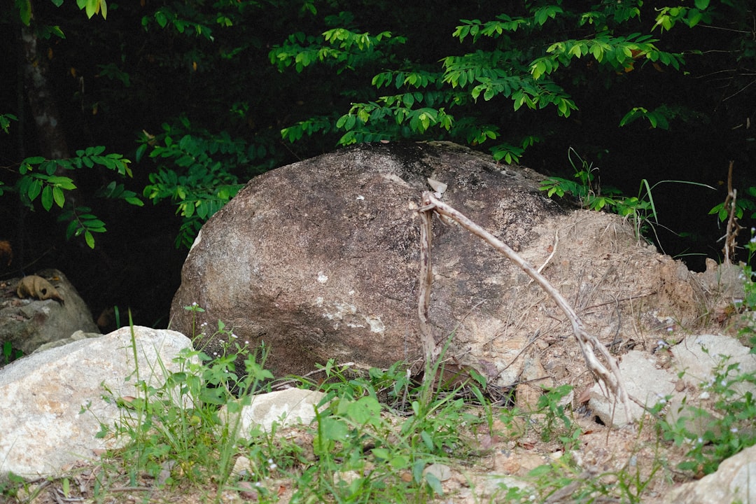Stone Festival