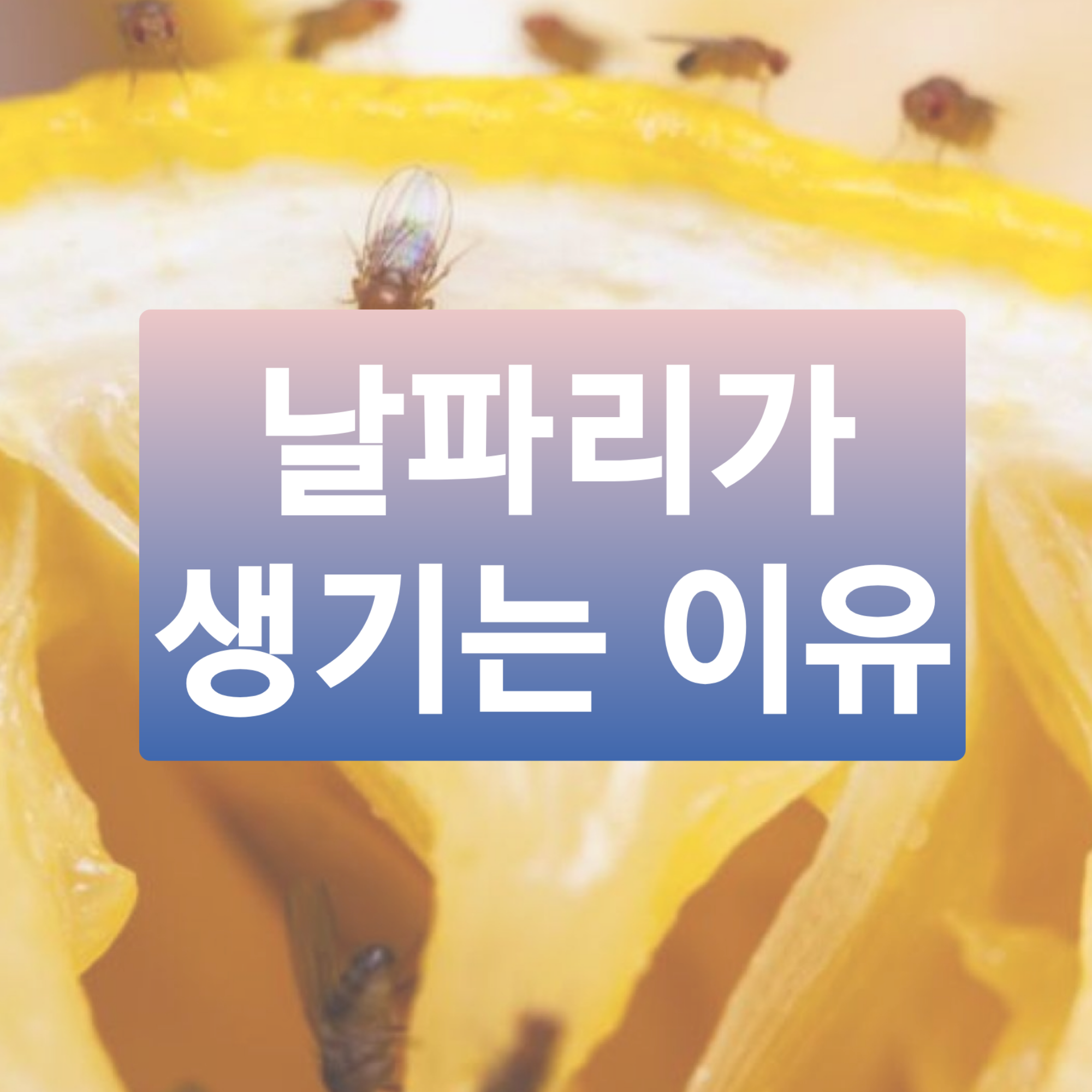  날파리 생기는 이유, 없애는 법 (퇴치법, 트랩)