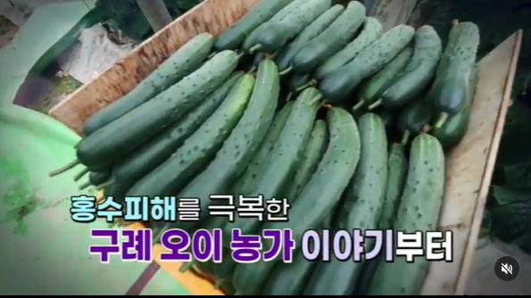  6시내고향 구례 오이 파는곳 오만보기 오이