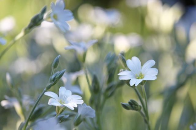 정원에 피어 있는 흰색 풀꽃
