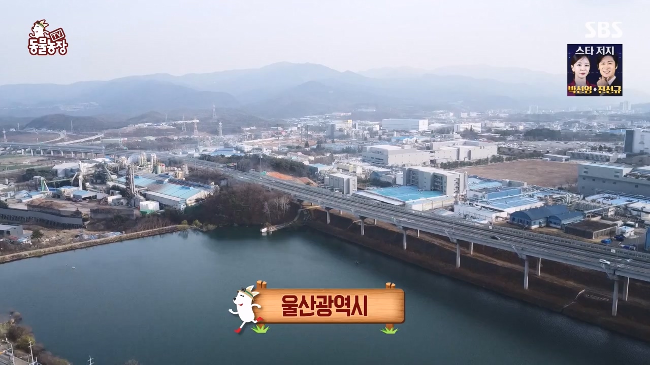 TV 동물농장.E1173.240527p-NEXT.mp4_20240526_155720.368.jpg